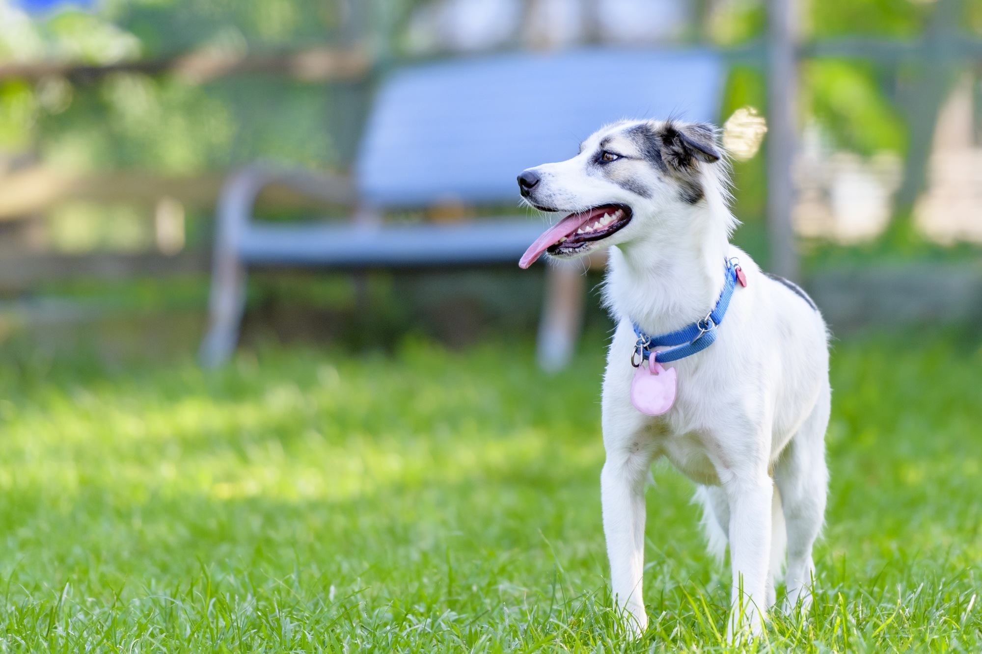 トップページ 公式 伊豆ドッグランド 大自然の中のドッグランで愛犬と遊ぼう