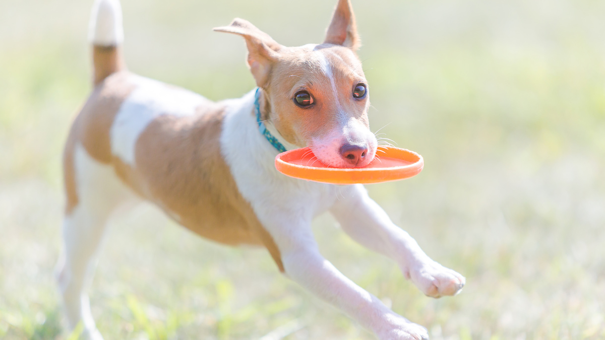 トップページ 公式 伊豆ドッグランド 大自然の中のドッグランで愛犬と遊ぼう