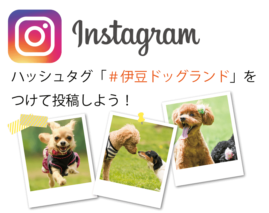 トップページ 公式 伊豆ドッグランド 大自然の中のドッグランで愛犬と遊ぼう